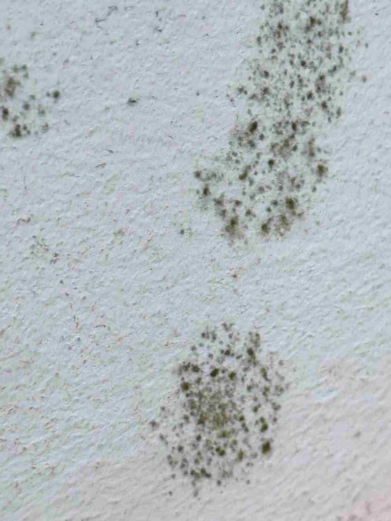 Schimmelsanierung Köln Graue Schimmelstellen auf einer weißen Wand.